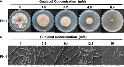 The Antioxidant Guaiacol Exerts Fungicidal Activity Against Fungal Growth and Deoxynivalenol Production in Fusarium graminearum